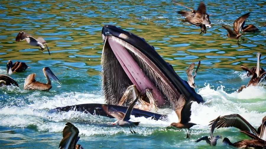 A humpback whale lets a pelican go who awkwardly ended up in its mouth off the coast of San Luis Obispo.
