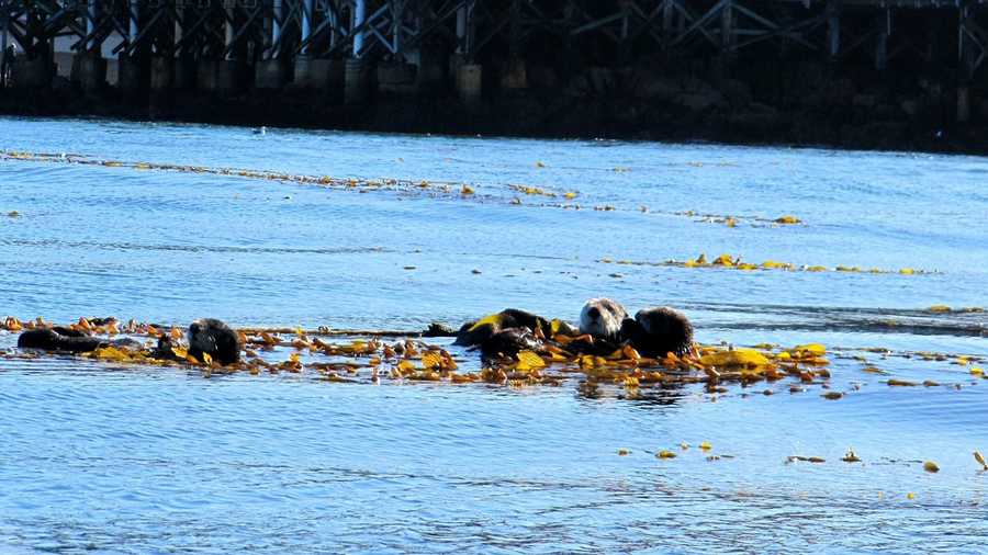Sea otters hang out in kelp off Monterey's shore. 