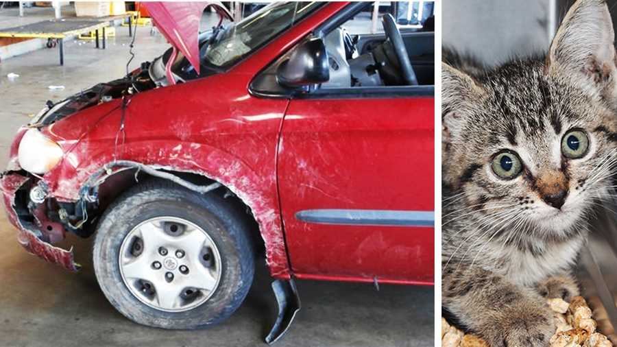 This minivan was mangled by pit bulls while a kitten, right, hid inside the fender.
