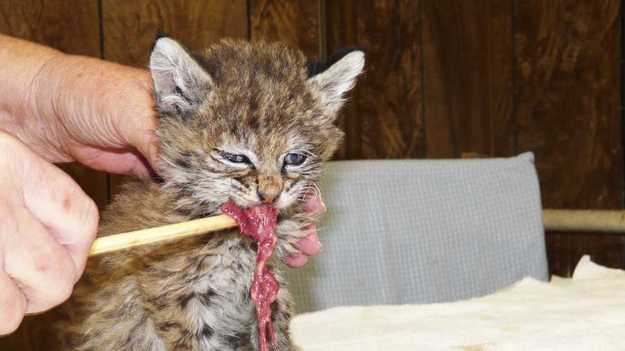 Chips the baby bobcat is seen eating a hearty meal in August after she was rescued by firefighters.