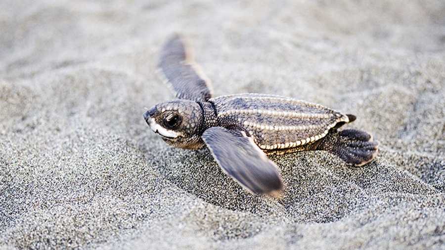 A baby leatherback sea turtle is seen.