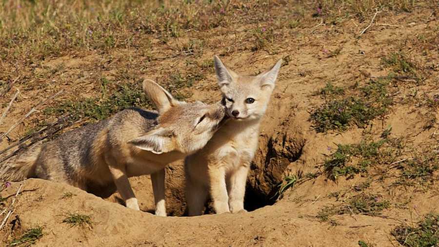 A mother kit fox cleans here pup.