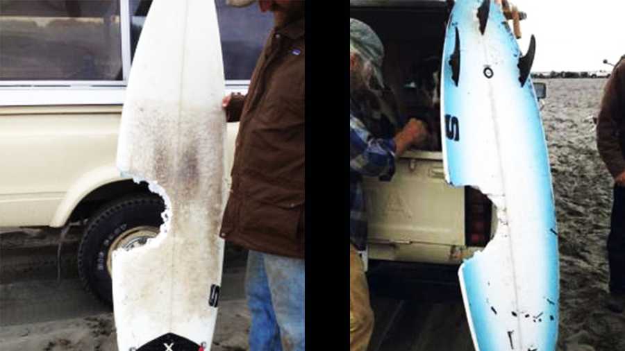 The front and back of Scott Stephens's surfboard is shown after he survived a shark attack. 
