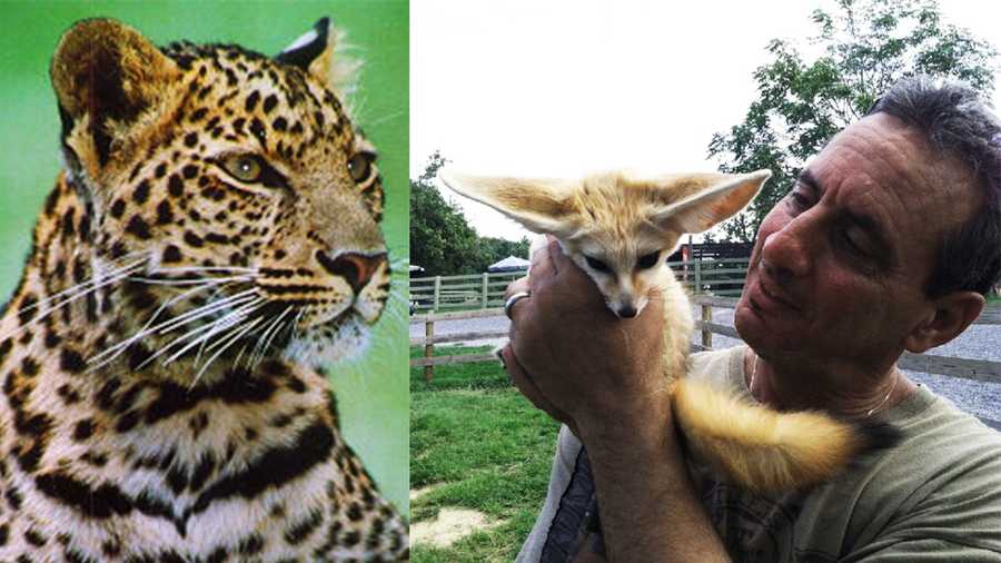 Wild-animal trainer Charlie Sammut smiles with his Fennec Fox. 