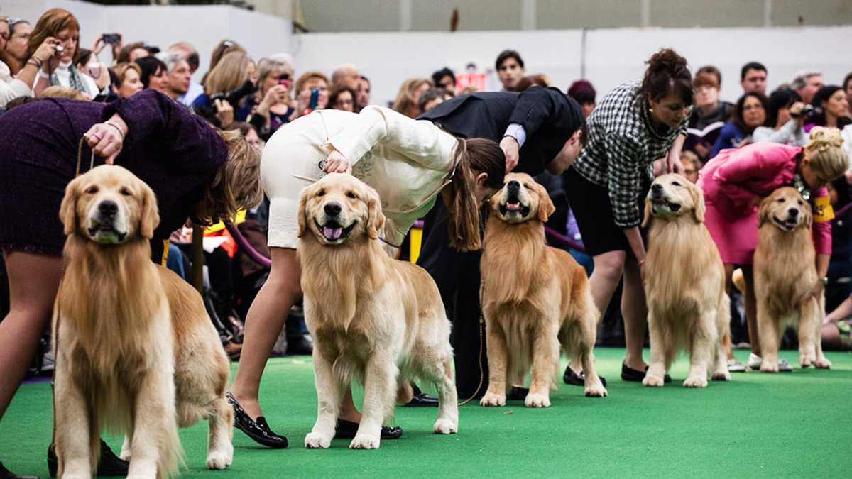 PHOTOS Banana Joe wins Westminster Dog Show 2013