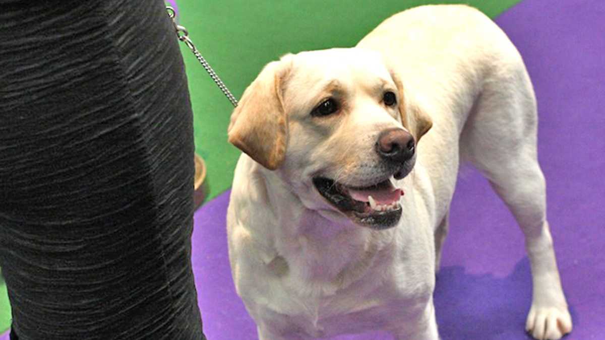 PHOTOS Banana Joe wins Westminster Dog Show 2013