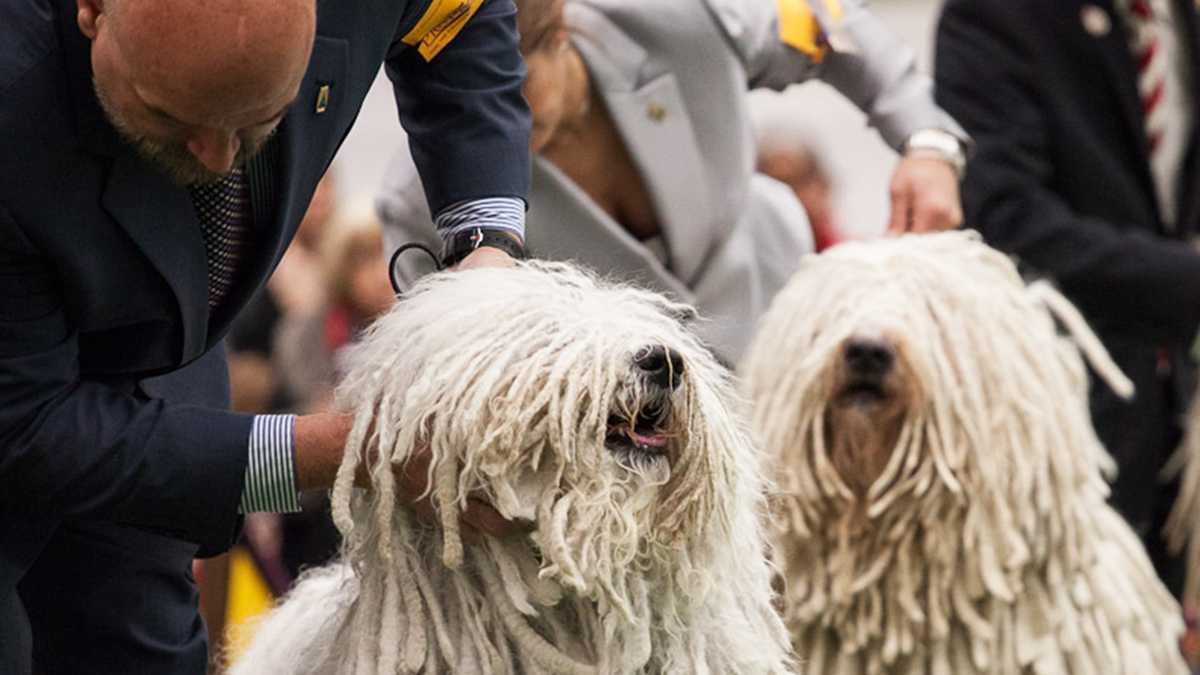 PHOTOS Banana Joe wins Westminster Dog Show 2013