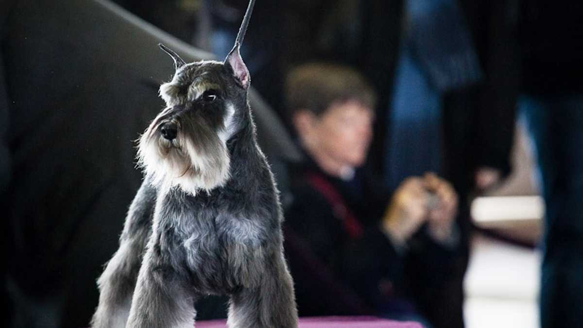PHOTOS Banana Joe wins Westminster Dog Show 2013