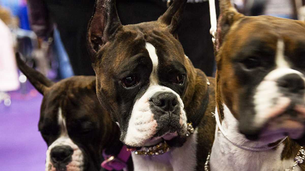 PHOTOS Banana Joe wins Westminster Dog Show 2013