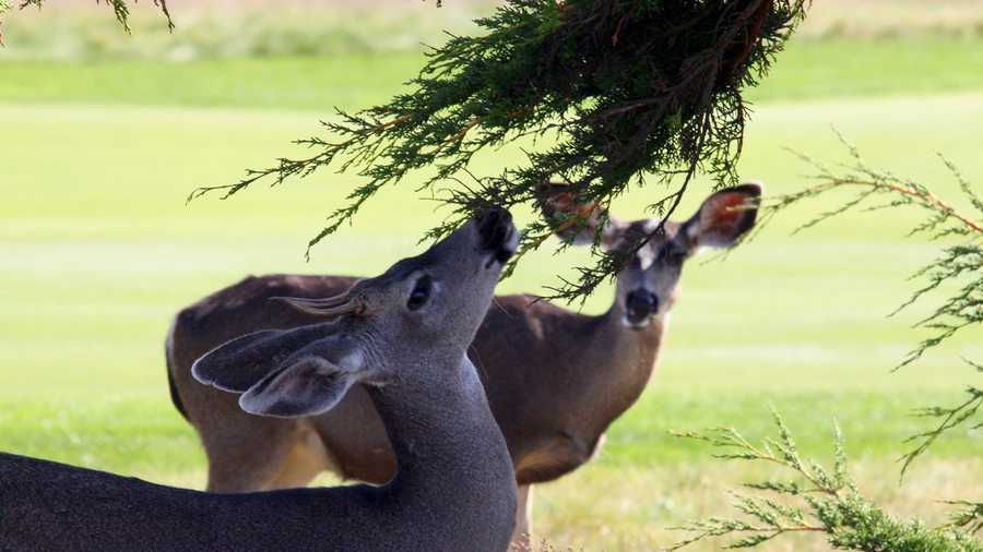 FILE - Deer wander in Carmel