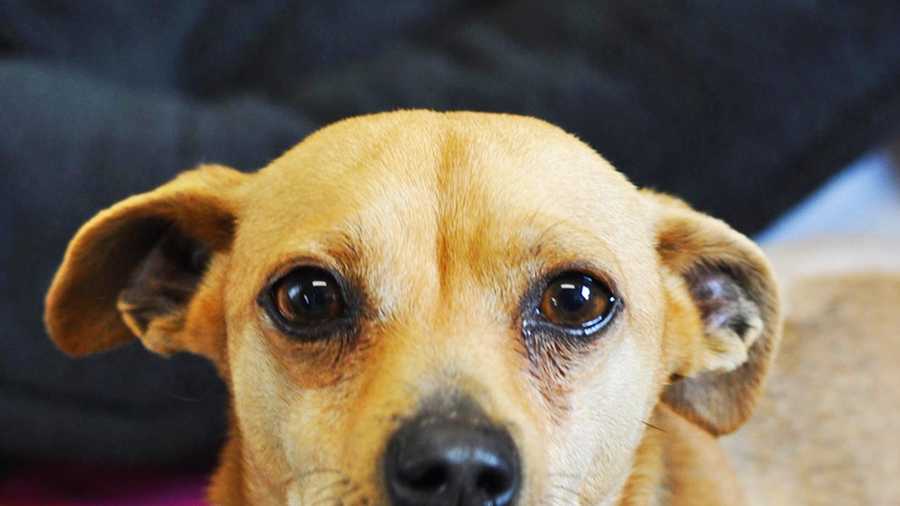 This 5-year-old Chihuahua mix dog named Parker is available for adoption at the SPCA of Monterey County. 