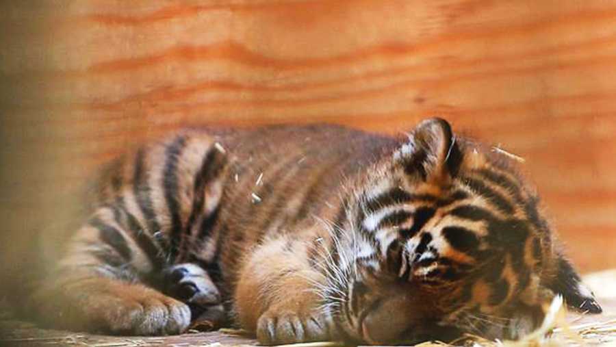 Here the tiger cub is seen sleeping when it was just 5 weeks old. 