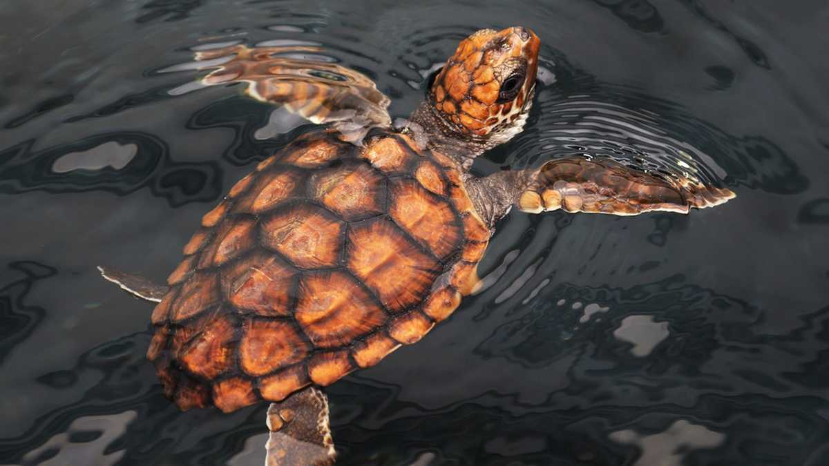PHOTOS Baby loggerhead sea turtle in Monterey