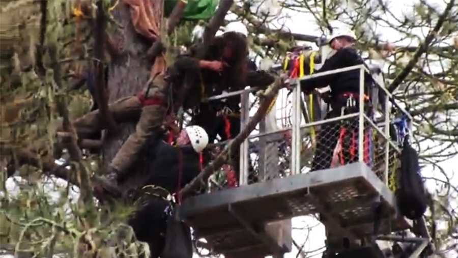 A tree sitter is arrested Tuesday. 