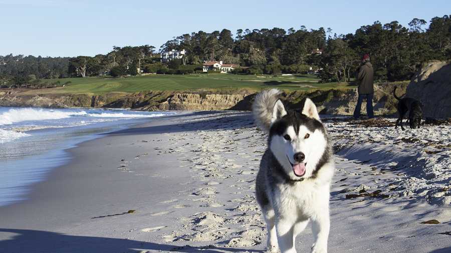This husky named Maverick loves to run on Carmel Beach.