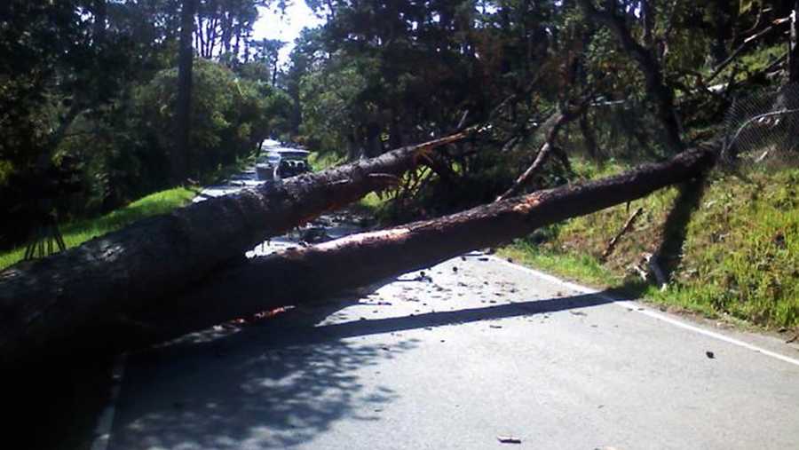 Wind gusts toppled this tree in Monterey Monday. (April 8, 2013)