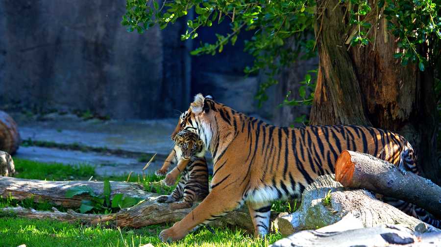 From the island of Sumatra, off the Malaysian Peninsula, these terrestrial and nocturnal cats inhabit evergreen, swamp and tropical rain forests as well as grasslands. As the smallest of the remaining subspecies of Panthera tigris, the Sumatran tiger is particularly well suited for life in the deep jungle. The fur on the upper parts of its body ranges from orange to reddish-brown, making it darker in color than other tigers. This helps it to hide within its heavily wooded forest habitat. Also unique to this subspecies are distinctly long whiskers, which serve as sensors in the dark, dense underbrush.