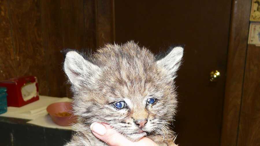 Chips is seen soon after the baby bobcat was rescued. 