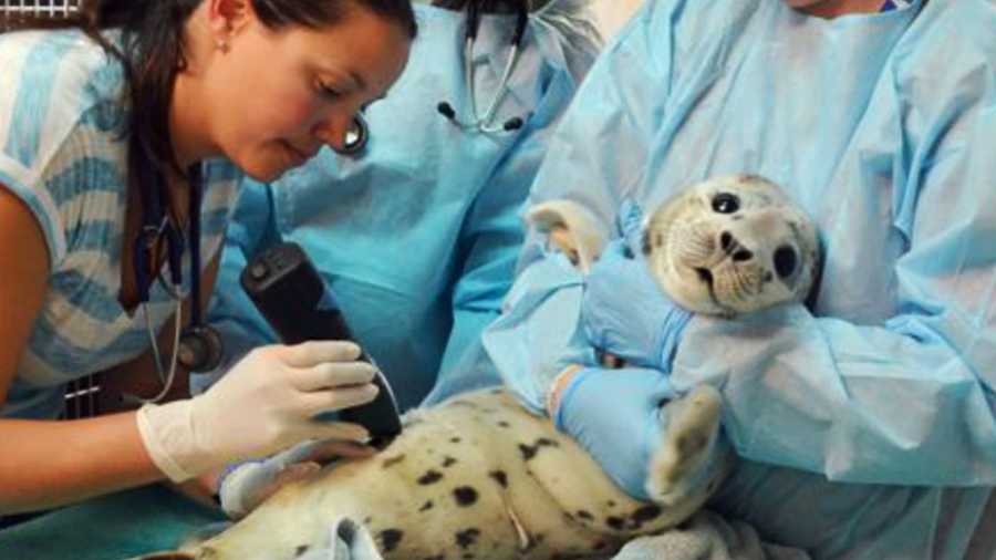 Bogey, a harbor seal pup, was saved near the Pebble Beach Golf Course.