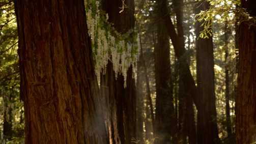 Alexandra and Sean Parker's official wedding photo uses Big Sur's redwood trees as a dramatic natural backdrop.