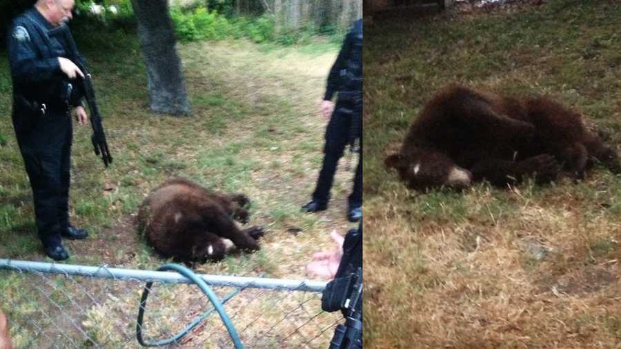 Jake Kelley took photos of the black bear after it was killed by Seaside police on June 3, 2013. 