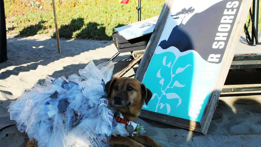 A beach cleanup organized by Save Our Shores on Seascape Beach in Aptos included a dog wearing a plastic bag dress. 