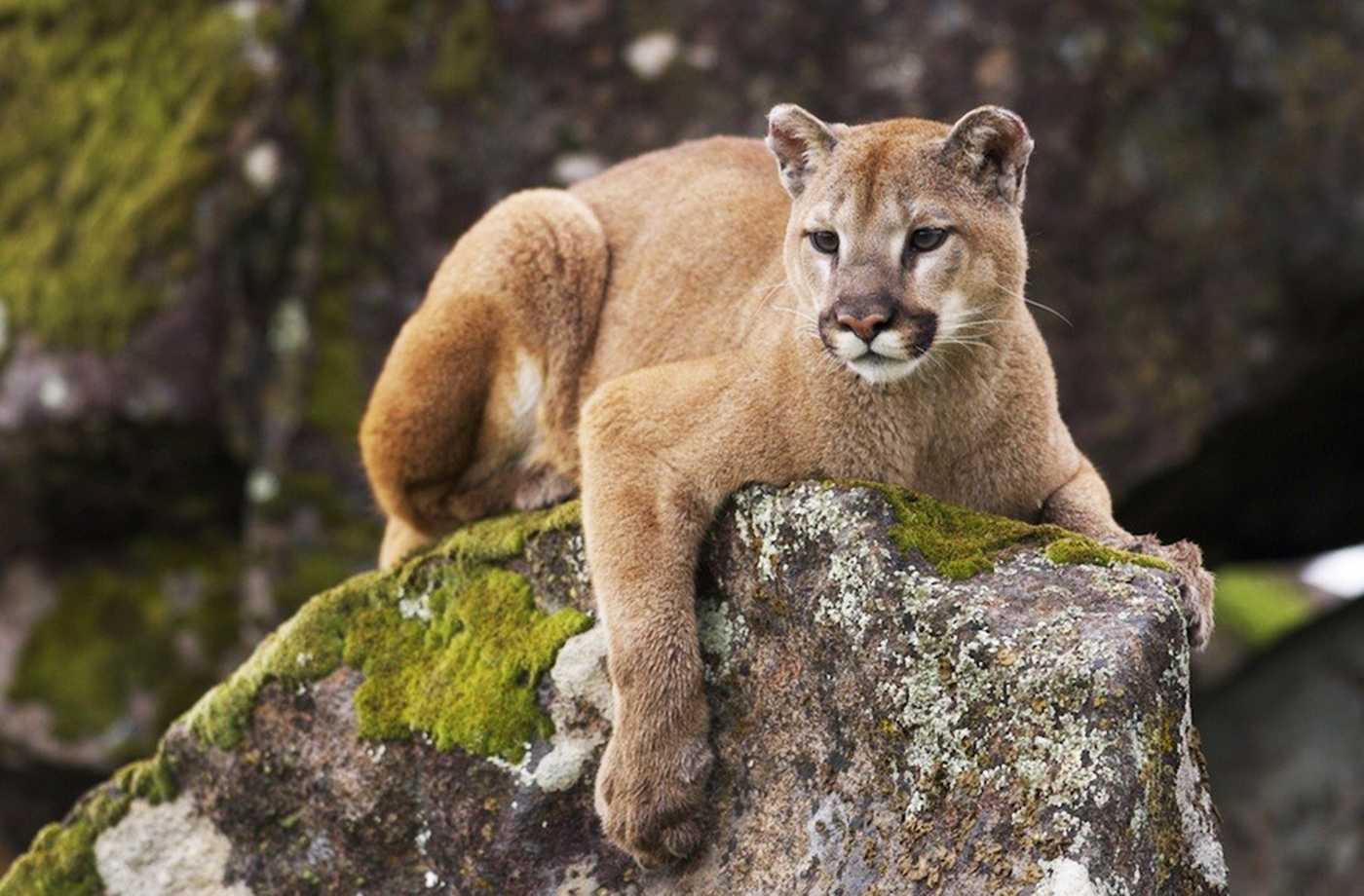 Mountain lion hanging out in Santa Cruz not dangerous officials say