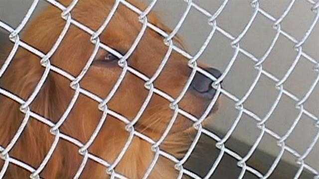 The Salinas Animal Shelter said some animals may have to be put to sleep if they don't find homes soon.