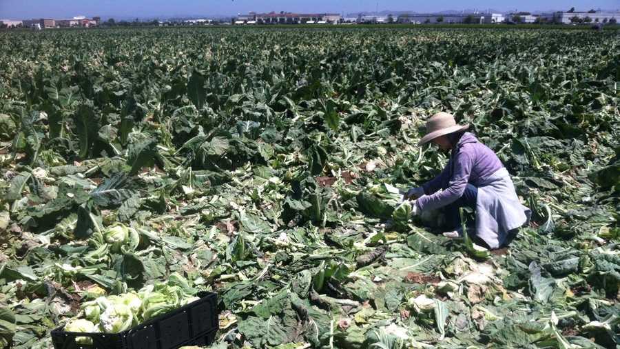 About 50 people sifted through an Ocean Mist Farms cauliflower field Saturday for leftovers.