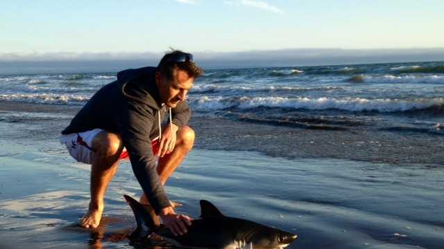 A couple finds a shark struggling in the surf at an Aptos beach and returns it to the ocean.