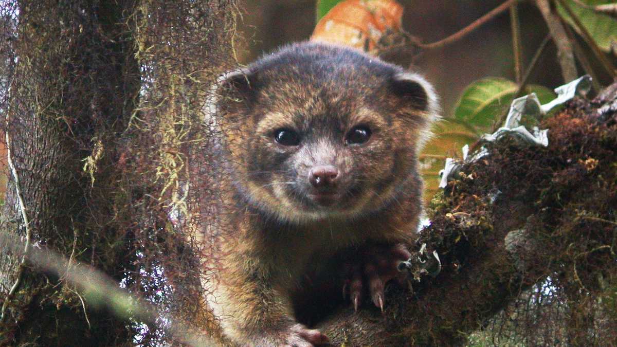 New cute furry mammal species discovered