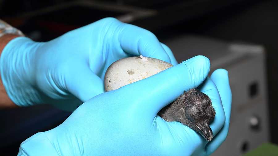 A penguin chick emerges from its egg at the Monterey Bay Aquarium. 
