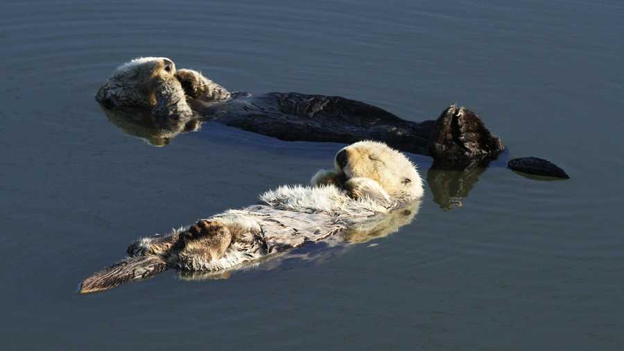 Study: Sea otters combat water pollution