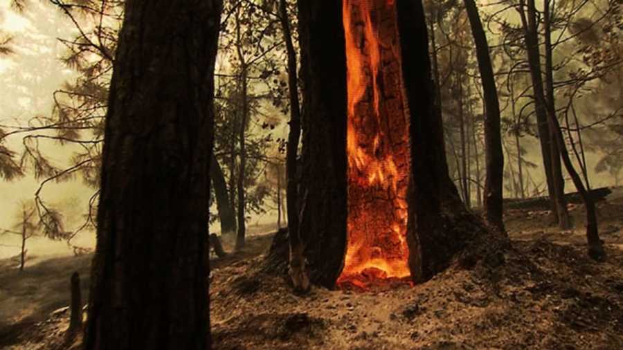 The Rim Fire burning in Yosemite has become the largest fire in the Sierra's recorded history.