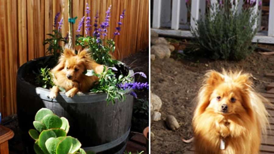 Chester the Pomeranian was shot to death in Carmel Valley. 