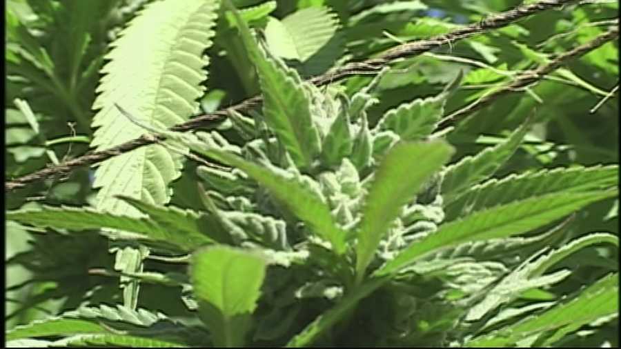 A public hearing was held on regulating Santa Cruz residents who have indoor and outdoor medical marijuana grows.