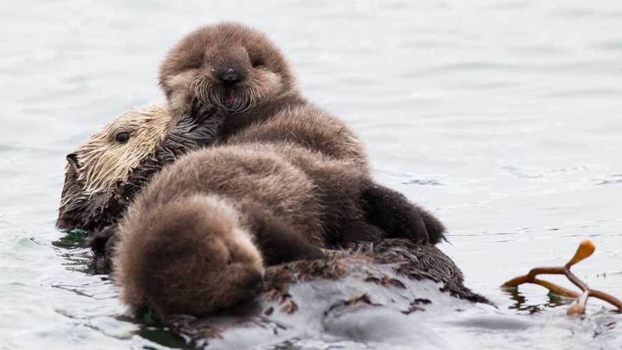 Twin sea otter pups are rare. 