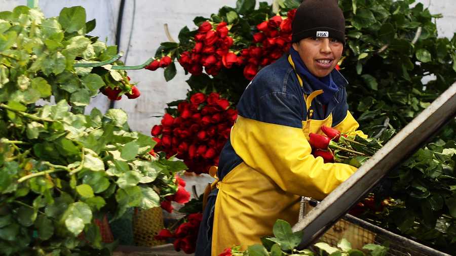 A farm worker trims roses. 