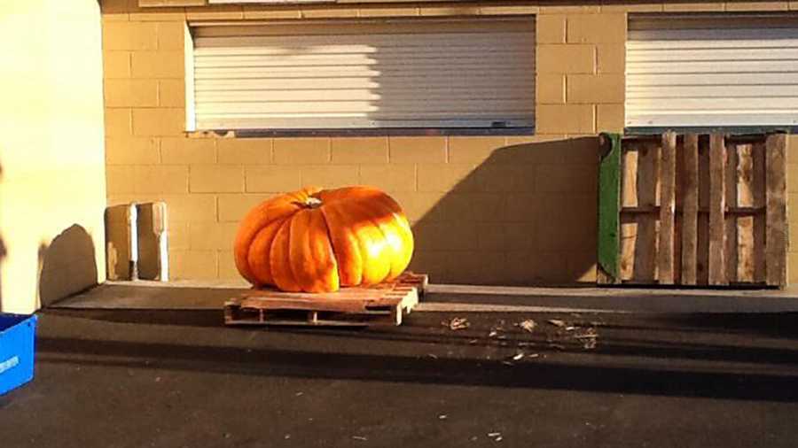 This giant pumpkin was not quite big enough to win at the World Championship Pumpkin Weigh-Off in Half Moon Bay. 
