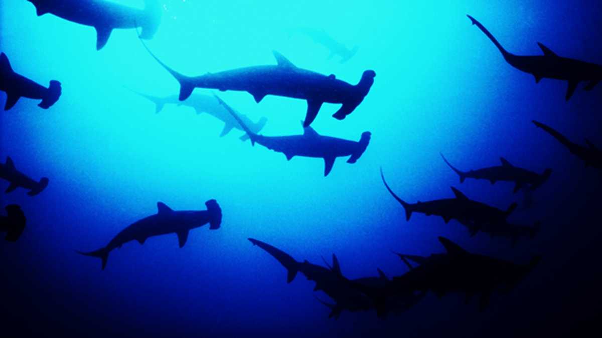 New species of shark discovered off South Carolina coast