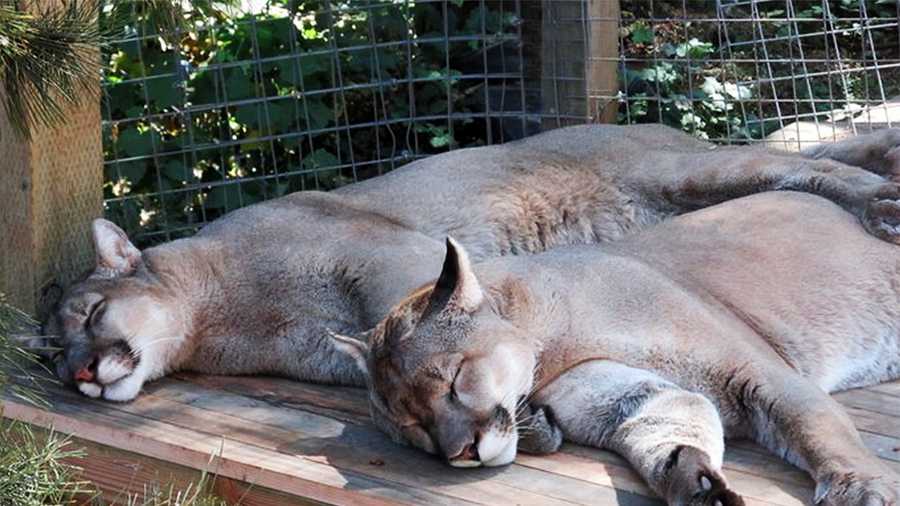 Two mountain lions sleep at Wild Cat Haven.