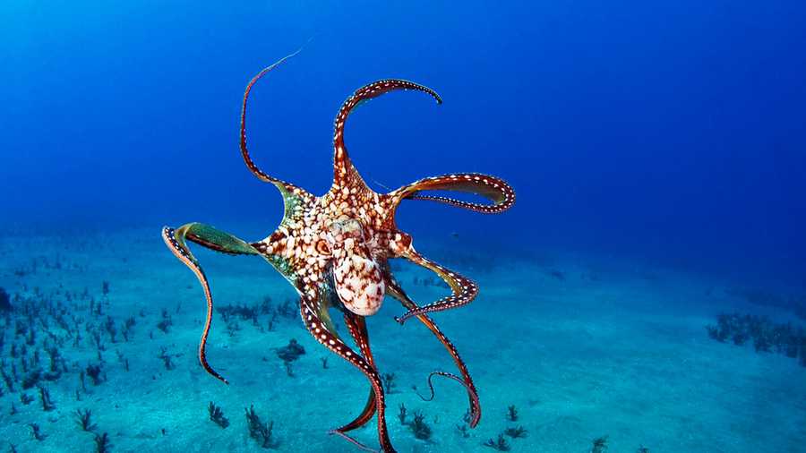 The Monterey Bay Aquarium's new exhibit, "Tentacles: The Astounding Lives of Octopuses, Squid and Cuttlefishes," will open to the public for the first time on Saturday, April 12. 