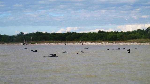 Whales stranded in shallow water at Everglades National Park are seen. 