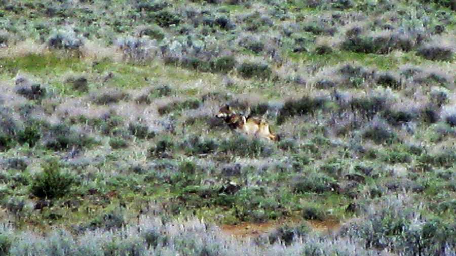 A wolf named OR-7 is seen in California. 