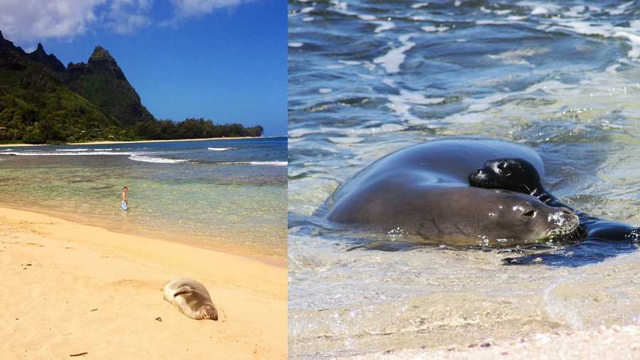 A wild Hawaiian monk seal sleeps on a beach in Kauai. 