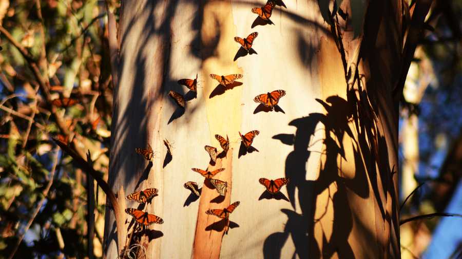 Photographer Debbie Jones shot images of butterflies fluttering around Natural Bridges State Park in Santa Cruz in January 2014. 