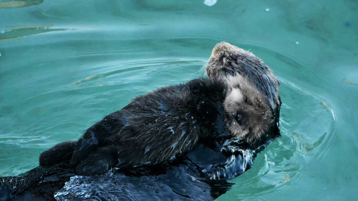 PHOTOS: Adorable sea otter pups in Monterey