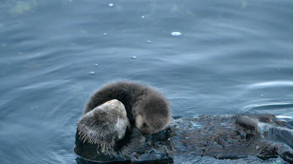 PHOTOS: Adorable sea otter pups in Monterey