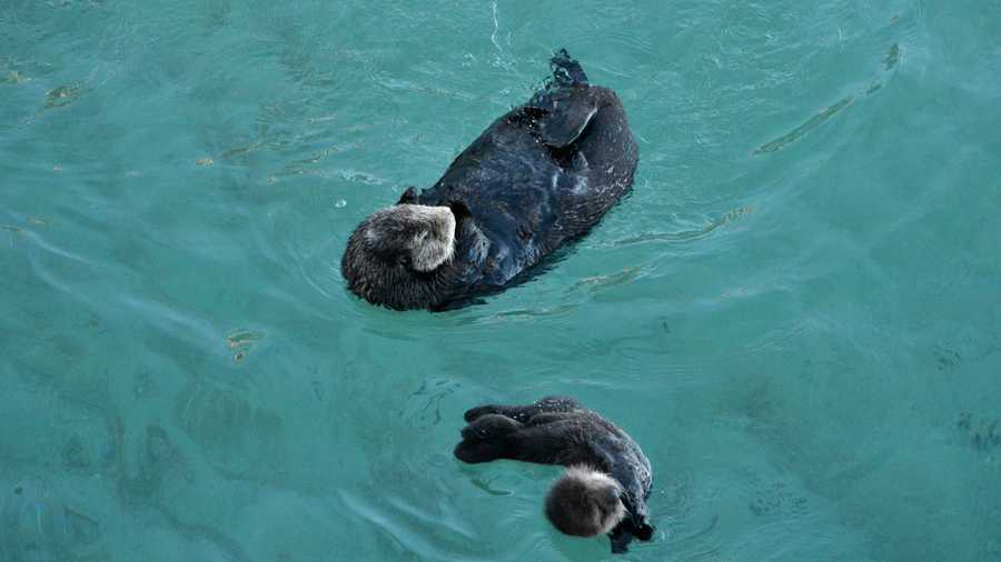 A sea otter mother enjoys a calm spot of ocean in the Monterey Bay with her pup. 