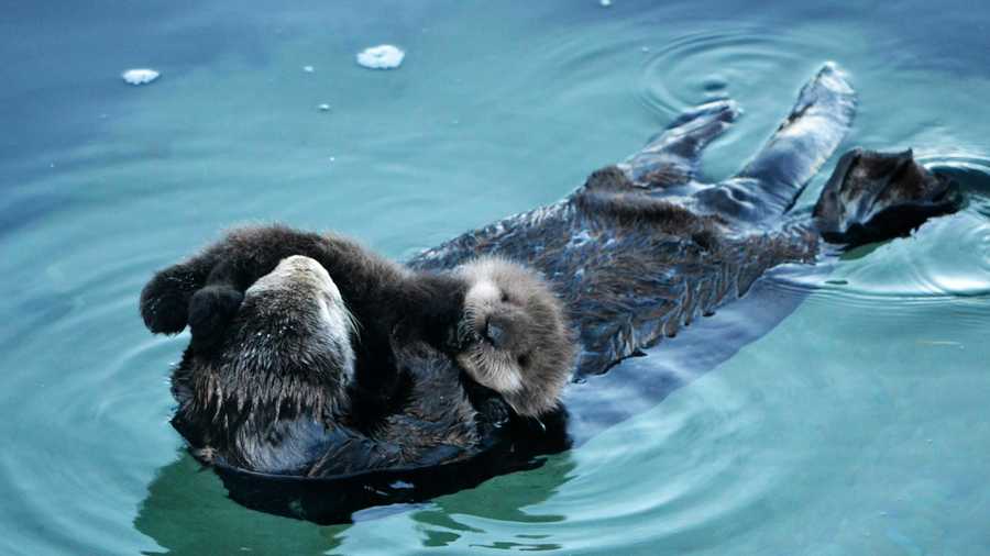 This duo was not part of the Monterey Bay Aquarium's sea otter den or Great Tide Pool. Rather, the wild mother and her brand new pup wandered into the tide pool from the ocean.